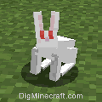 兔子1型