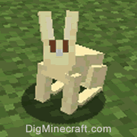 兔子类型4